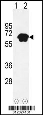 Western blot analysis of his-tag DLGAP1 (arrow) using his tag antibody. 293 cell lysates (2 ug/lane) either nontransfected (Lane 1) or transiently transfected with the DLGAP1 gene