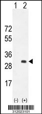 Western blot analysis of his-tag DKK4 (arrow) using his tag antibody. 293 cell lysates (2 ug/lane) either nontransfected (Lane 1) or transiently transfected with the DKK4 gene