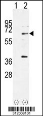 Western blot analysis of his-tag AIFM1 (arrow) using his tag antibody. 293 cell lysates (2 ug/lane) either nontransfected (Lane 1) or transiently transfected with the AIFM1 gene