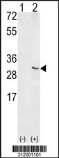Western blot analysis of his-tag SNRPB (arrow) using his tag antibody. 293 cell lysates (2 ug/lane) either nontransfected (Lane 1) or transiently transfected with the SNRPB gene