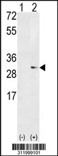 Western blot analysis of his-tag RND1 (arrow) using his tag antibody. 293 cell lysates (2 ug/lane) either nontransfected (Lane 1) or transiently transfected with the RND1 gene