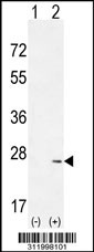 Western blot analysis of his-tag PSMD10 (arrow) using his tag antibody. 293 cell lysates (2 ug/lane) either nontransfected (Lane 1) or transiently transfected with the PSMD10 gene