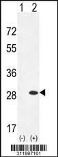 Western blot analysis of his-tag PRDX6 (arrow) using his tag antibody. 293 cell lysates (2 ug/lane) either nontransfected (Lane 1) or transiently transfected with the PRDX6 gene