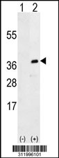 Western blot analysis of his-tag POU2AF1 (arrow) using his tag antibody. 293 cell lysates (2 ug/lane) either nontransfected (Lane 1) or transiently transfected with the POU2AF1 gene
