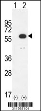 Western blot analysis of his-tag LAP3 (arrow) using his tag antibody. 293 cell lysates (2 ug/lane) either nontransfected (Lane 1) or transiently transfected with the LAP3 gene