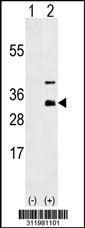 Western blot analysis of his-tag GZMM (arrow) using his tag antibody. 293 cell lysates (2 ug/lane) either nontransfected (Lane 1) or transiently transfected with the GZMM gene