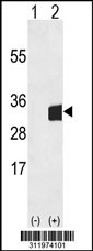 Western blot analysis of his-tag ELMO1 (arrow) using his tag antibody. 293 cell lysates (2 ug/lane) either nontransfected (Lane 1) or transiently transfected with the ELMO1 gene