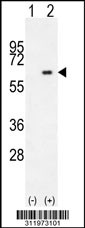 Western blot analysis of his-tag DDX5 (arrow) using his tag antibody. 293 cell lysates (2 ug/lane) either nontransfected (Lane 1) or transiently transfected with the DDX5 gene