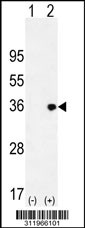 Western blot analysis of his-tag BIRC7 (arrow) using his tag antibody. 293 cell lysates (2 ug/lane) either nontransfected (Lane 1) or transiently transfected with the BIRC7 gene