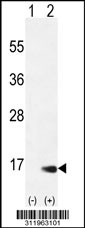 Western blot analysis of his-tag AKAP7 (arrow) using his tag antibody. 293 cell lysates (2 ug/lane) either nontransfected (Lane 1) or transiently transfected with the AKAP7 gene