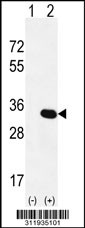 Western blot analysis of his-tag YWHAQ (arrow) using his tag antibody. 293 cell lysates (2 ug/lane) either nontransfected (Lane 1) or transiently transfected with the YWHAQ gene