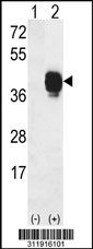 Western blot analysis of his-tag KITLG (arrow) using his tag antibody. 293 cell lysates (2 ug/lane) either nontransfected (Lane 1) or transiently transfected with the KITLG gene
