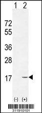 Western blot analysis of his-tag HIST1H4I (arrow) using his tag antibody. 293 cell lysates (2 ug/lane) either nontransfected (Lane 1) or transiently transfected with the HIST1H4I gene