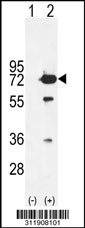 Western blot analysis of his-tag GGA1 (arrow) using his tag antibody. 293 cell lysates (2 ug/lane) either nontransfected (Lane 1) or transiently transfected with the GGA1 gene