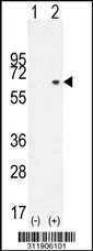 Western blot analysis of his-tag EPHB2 (arrow) using his tag antibody. 293 cell lysates (2 ug/lane) either nontransfected (Lane 1) or transiently transfected with the EPHB2 gene