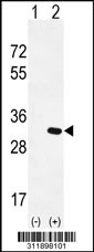 Western blot analysis of his-tag CLIC1 (arrow) using his tag antibody. 293 cell lysates (2 ug/lane) either nontransfected (Lane 1) or transiently transfected with the CLIC1 gene