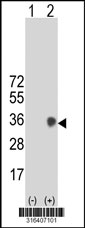 Western blot analysis of his-tag NKAIN1 (arrow) using his tag antibody. 293T cell lysates (2 ug/lane) either nontransfected (Lane 1) or transiently transfected with the NKAIN1 gene‘