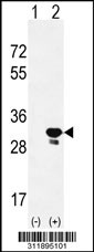 Western blot analysis of his-tag CASP14 (arrow) using his tag antibody. 293 cell lysates (2 ug/lane) either nontransfected (Lane 1) or transiently transfected with the CASP14 gene