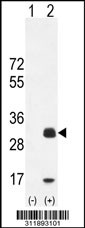 Western blot analysis of his-tag BCL2L11 (arrow) using his tag antibody. 293 cell lysates (2 ug/lane) either nontransfected (Lane 1) or transiently transfected with the BCL2L11 gene