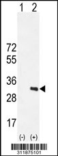 Western blot analysis of his-tag ATF2 (arrow) using his tag antibody. 293 cell lysates (2 ug/lane) either nontransfected (Lane 1) or transiently transfected with the ATF2 gene