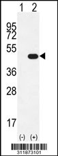 Western blot analysis of his-tag USF2 (arrow) using his tag antibody. 293 cell lysates (2 ug/lane) either nontransfected (Lane 1) or transiently transfected with the USF2 gene