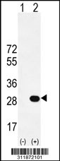 Western blot analysis of his-tag TXNDC9 (arrow) using his tag antibody. 293 cell lysates (2 ug/lane) either nontransfected (Lane 1) or transiently transfected with the TXNDC9 gene