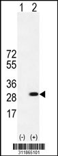 Western blot analysis of his-tag PRPH (arrow) using his tag antibody. 293 cell lysates (2 ug/lane) either nontransfected (Lane 1) or transiently transfected with the PRPH gene