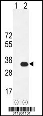 Western blot analysis of his-tag SCYL1BP1 (arrow) using his tag antibody. 293 cell lysates (2 ug/lane) either nontransfected (Lane 1) or transiently transfected with the SCYL1BP1 gene