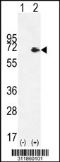 Western blot analysis of his-tag RPS6KA4 (arrow) using his tag antibody. 293 cell lysates (2 ug/lane) either nontransfected (Lane 1) or transiently transfected with the RPS6KA4 gene