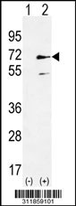 Western blot analysis of his-tag RBBP5 (arrow) using his tag antibody. 293 cell lysates (2 ug/lane) either nontransfected (Lane 1) or transiently transfected with the RBBP5 gene