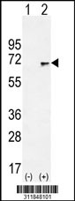 Western blot analysis of his-tag PRPH (arrow) using his tag antibody. 293 cell lysates (2 ug/lane) either nontransfected (Lane 1) or transiently transfected with the PRPH gene