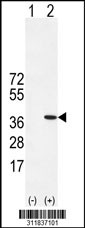 Western blot analysis of his-tag PRPH (arrow) using his tag antibody. 293 cell lysates (2 ug/lane) either nontransfected (Lane 1) or transiently transfected with the PRPH gene