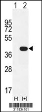 Western blot analysis of his-tag PRPH (arrow) using his tag antibody. 293 cell lysates (2 ug/lane) either nontransfected (Lane 1) or transiently transfected with the PRPH gene