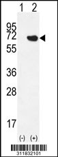 Western blot analysis of his-tag AGER (arrow) using his tag antibody. 293 cell lysates (2 ug/lane) either nontransfected (Lane 1) or transiently transfected with the AGER gene