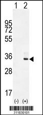 Western blot analysis of his-tag PRPH (arrow) using his tag antibody. 293 cell lysates (2 ug/lane) either nontransfected (Lane 1) or transiently transfected with the PRPH gene