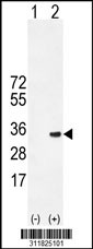 Western blot analysis of his-tag PRPH (arrow) using his tag antibody. 293 cell lysates (2 ug/lane) either nontransfected (Lane 1) or transiently transfected with the PRPH gene