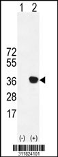 Western blot analysis of his-tag PRPH (arrow) using his tag antibody. 293 cell lysates (2 ug/lane) either nontransfected (Lane 1) or transiently transfected with the PRPH gene