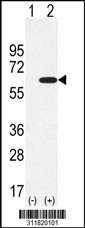 Western blot analysis of his-tag PRPH (arrow) using his tag antibody. 293 cell lysates (2 ug/lane) either nontransfected (Lane 1) or transiently transfected with the PRPH gene