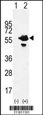 Western blot analysis of his-tag PRPH (arrow) using his tag antibody. 293 cell lysates (2 ug/lane) either nontransfected (Lane 1) or transiently transfected with the PRPH gene
