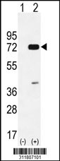 Western blot analysis of his-tag PRPH (arrow) using his tag antibody. 293 cell lysates (2 ug/lane) either nontransfected (Lane 1) or transiently transfected with the PRPH gene