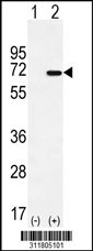Western blot analysis of his-tag HEXB (arrow) using his tag antibody. 293 cell lysates (2 ug/lane) either nontransfected (Lane 1) or transiently transfected with the HEXB gene
