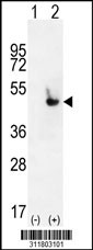 Western blot analysis of his-tag F3 (arrow) using his tag antibody. 293 cell lysates (2 ug/lane) either nontransfected (Lane 1) or transiently transfected with the F3 gene
