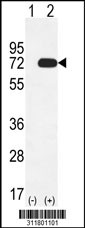 Western blot analysis of his-tag DTNB (arrow) using his tag antibody. 293 cell lysates (2 ug/lane) either nontransfected (Lane 1) or transiently transfected with the DTNB gene
