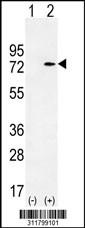 Western blot analysis of his-tag PRPH (arrow) using his tag antibody. 293 cell lysates (2 ug/lane) either nontransfected (Lane 1) or transiently transfected with the PRPH gene