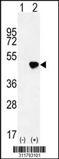 Western blot analysis of his-tag POLR1C (arrow) using his tag antibody. 293 cell lysates (2 ug/lane) either nontransfected (Lane 1) or transiently transfected with the POLR1C gene