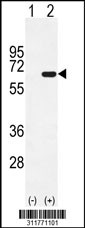 Western blot analysis of his-tag TGM2 (arrow) using his tag antibody. 293 cell lysates (2 ug/lane) either nontransfected (Lane 1) or transiently transfected with the TGM2 gene