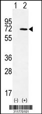 Western blot analysis of his-tag STXBP1 (arrow) using his tag antibody. 293 cell lysates (2 ug/lane) either nontransfected (Lane 1) or transiently transfected with the STXBP1 gene