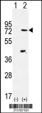 Western blot analysis of his-tag RPGRIP1 (arrow) using his tag antibody. 293 cell lysates (2 ug/lane) either nontransfected (Lane 1) or transiently transfected with the RPGRIP1 gene