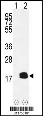 Western blot analysis of his-tag DNAJC19 (arrow) using his tag antibody. 293 cell lysates (2 ug/lane) either nontransfected (Lane 1) or transiently transfected with the DNAJC19 gene