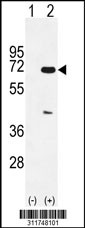 Western blot analysis of his-tag CSTF2 (arrow) using his tag antibody. 293 cell lysates (2 ug/lane) either nontransfected (Lane 1) or transiently transfected with the CSTF2 gene